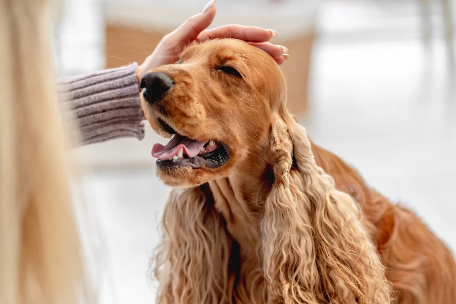 Efficient Deshedding Glove for Pets