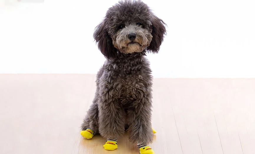 Dog Booties Socks in Cute Designs